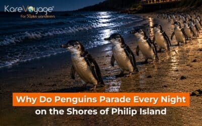 Why Do Penguins Parade Every Night on the Shores of Philip Island?