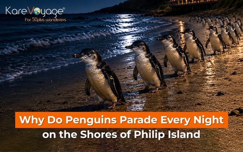 Why Do Penguins Parade Every Night on the Shores of Philip Island?